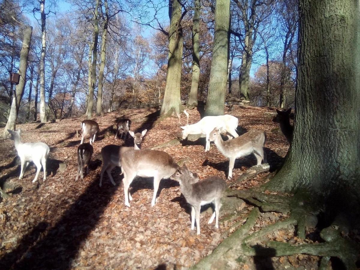 Wohlfuhloase - Ganzes Haus Mit 2 Schlafzimmern Moers Exterior foto